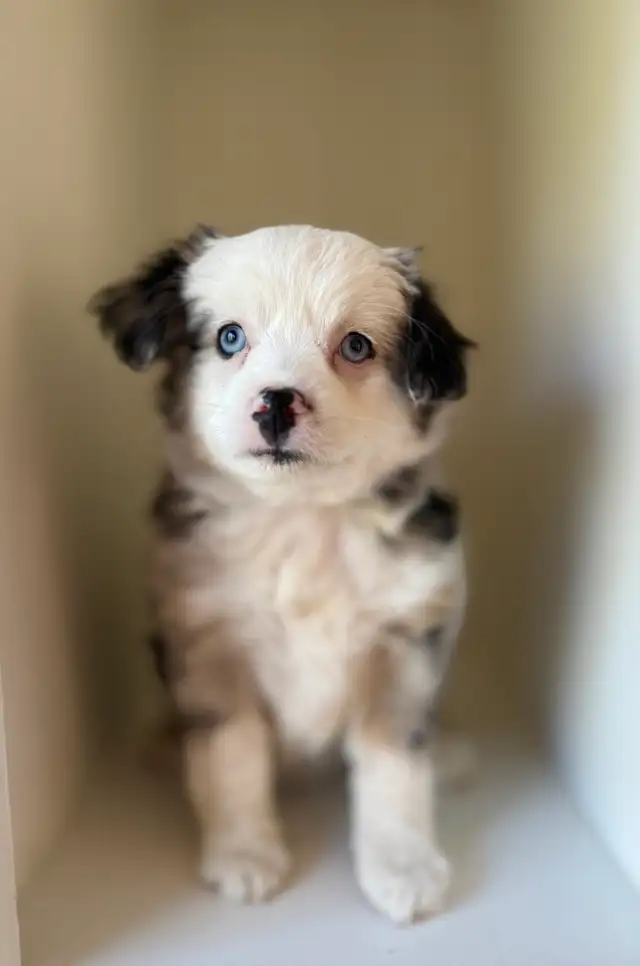 Toy Australian Shepherd