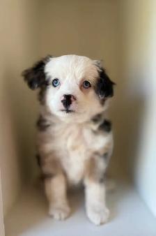 Toy Australian Shepherd