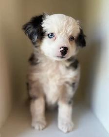 Toy Australian Shepherd - Photo 2