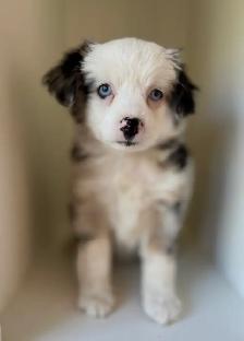 Toy Australian Shepherd - Photo 3