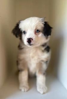 Toy Australian Shepherd - Photo 4