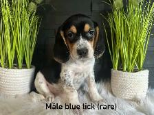 chiots beagles - Photo 3