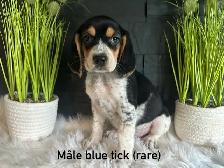 chiots beagles - Photo 4