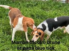 chiots beagles - Photo 7