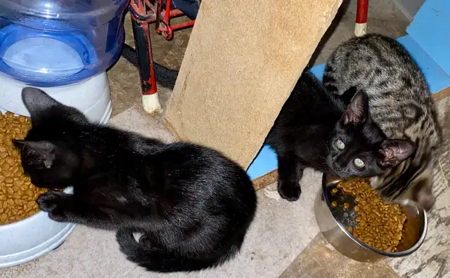 Beautiful unique Hypoallergenic kittens