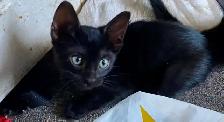 Beautiful unique Hypoallergenic kittens - Photo 2