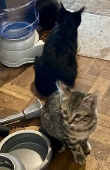 Beautiful unique Hypoallergenic kittens - Photo 3