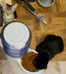 Beautiful unique Hypoallergenic kittens - Photo 4