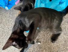 Beautiful unique Hypoallergenic kittens - Photo 5
