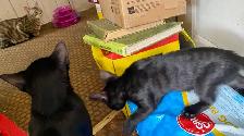 Beautiful unique Hypoallergenic kittens - Photo 6