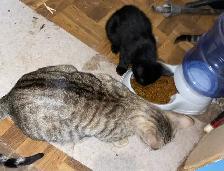 Beautiful unique Hypoallergenic kittens - Photo 7