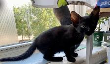 Beautiful unique Hypoallergenic kittens - Photo 8