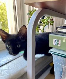 Beautiful unique Hypoallergenic kittens - Photo 9