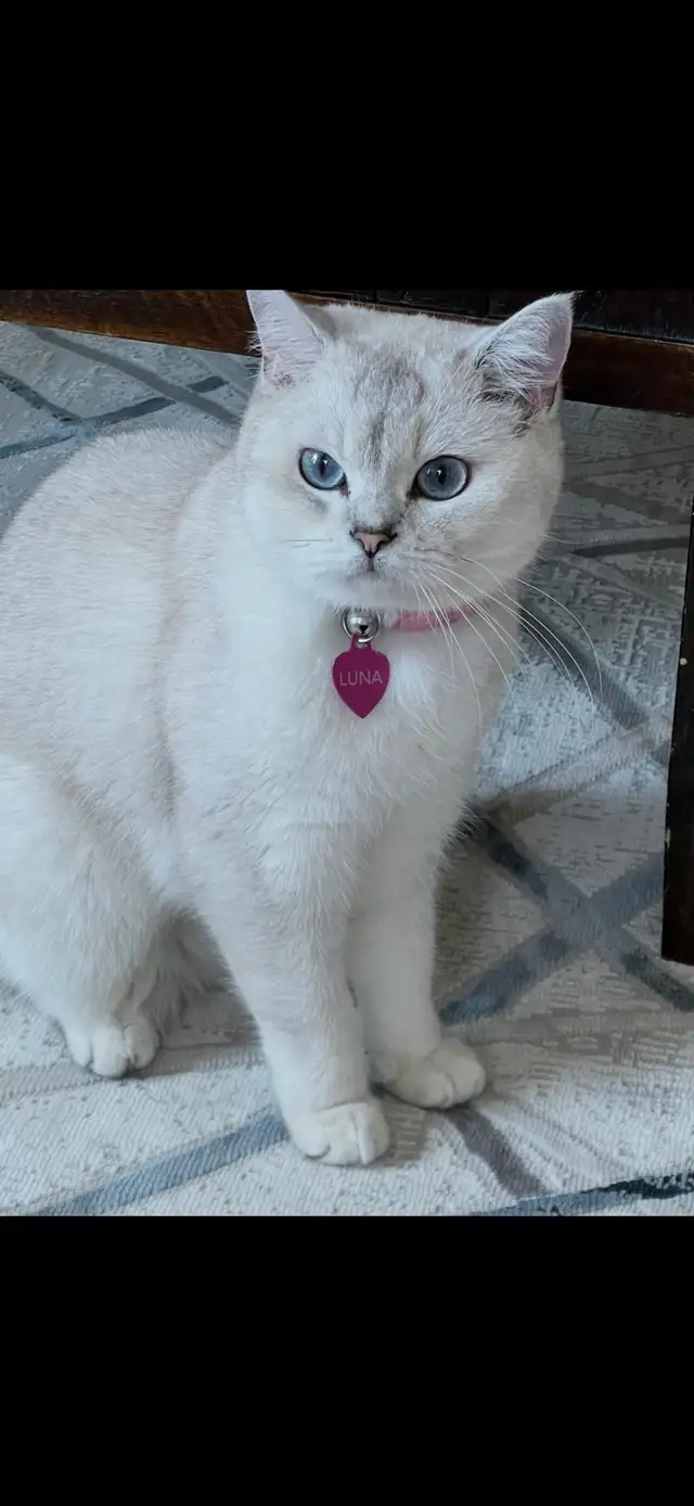 cat for sale