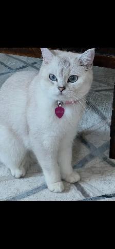 cat for sale