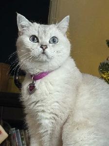 cat for sale - Photo 2