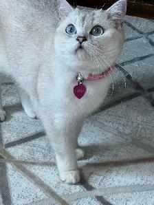 cat for sale - Photo 3