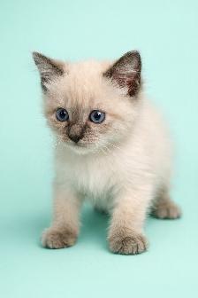 Stunning Siamese & Flame Point Himalayan Kittens - $400