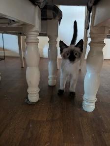 Stunning Siamese & Flame Point Himalayan Kittens - $400 - Photo 4