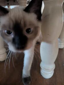 Stunning Siamese & Flame Point Himalayan Kittens - $400 - Photo 5