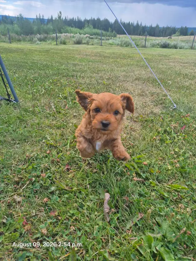 Cavapoo Puppy