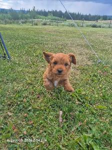 Cavapoo Puppy