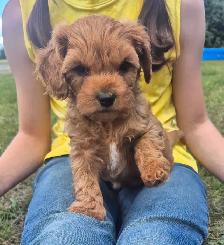 Cavapoo Puppy - Photo 2