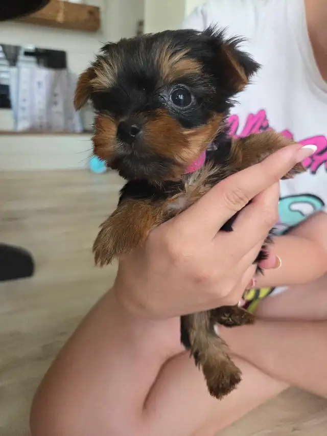 tiny princess yorkshire terrier found her home