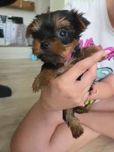 tiny princess yorkshire terrier found her home