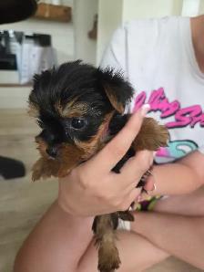 tiny princess yorkshire terrier found her home - Photo 2