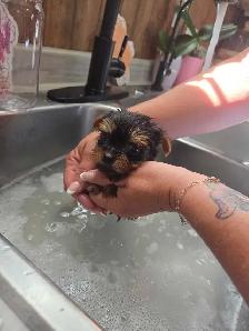 tiny princess yorkshire terrier found her home - Photo 3