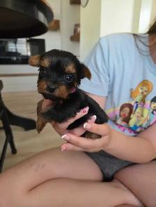 tiny princess yorkshire terrier found her home - Photo 4