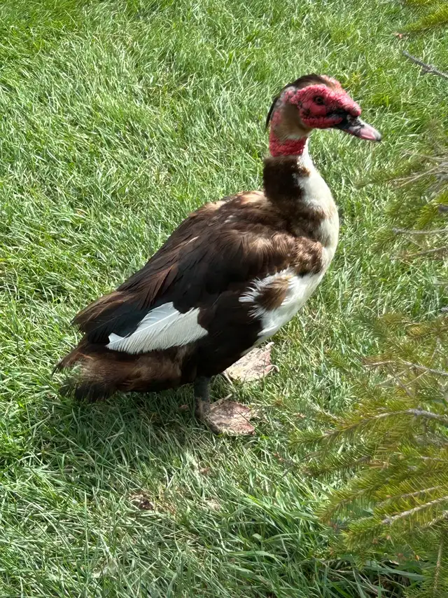 FRIENDLY MUSCOVY DRAKE