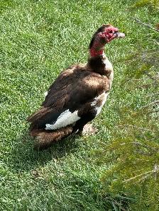 FRIENDLY MUSCOVY DRAKE - Photo 2