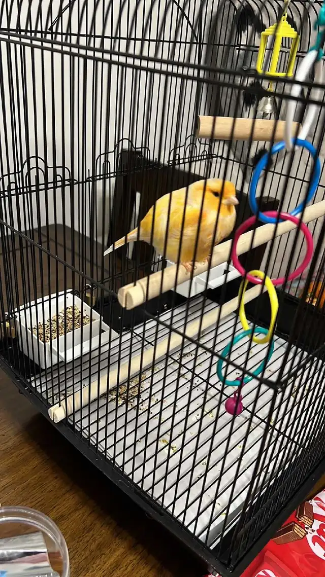 Male Singing Canary for Sale!