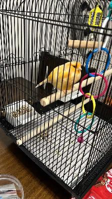 Male Singing Canary for Sale!