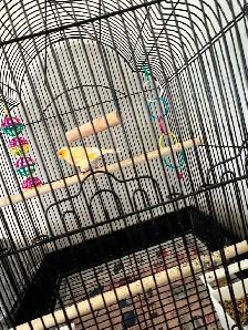 Male Singing Canary for Sale! - Photo 2