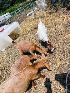 Boer buck and doe kids