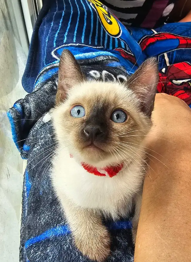 Seal Point Siamese Kittens