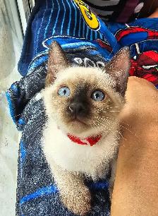 Seal Point Siamese Kittens