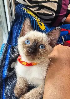 Seal Point Siamese Kittens - Photo 2