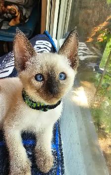 Seal Point Siamese Kittens - Photo 3