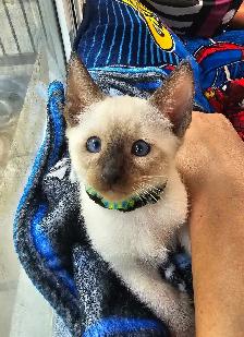 Seal Point Siamese Kittens - Photo 4