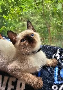 Seal Point Siamese Kittens - Photo 5