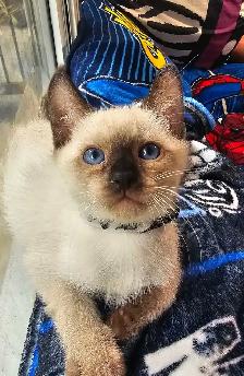Seal Point Siamese Kittens - Photo 6