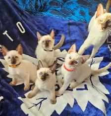 Seal Point Siamese Kittens - Photo 7