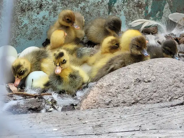 Ducklings
