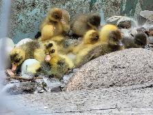 Ducklings