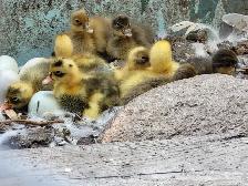 Ducklings - Photo 2