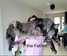 Gigantic Maine Coons S-A-L-E